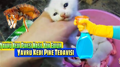 yavru kedi pire temizleme